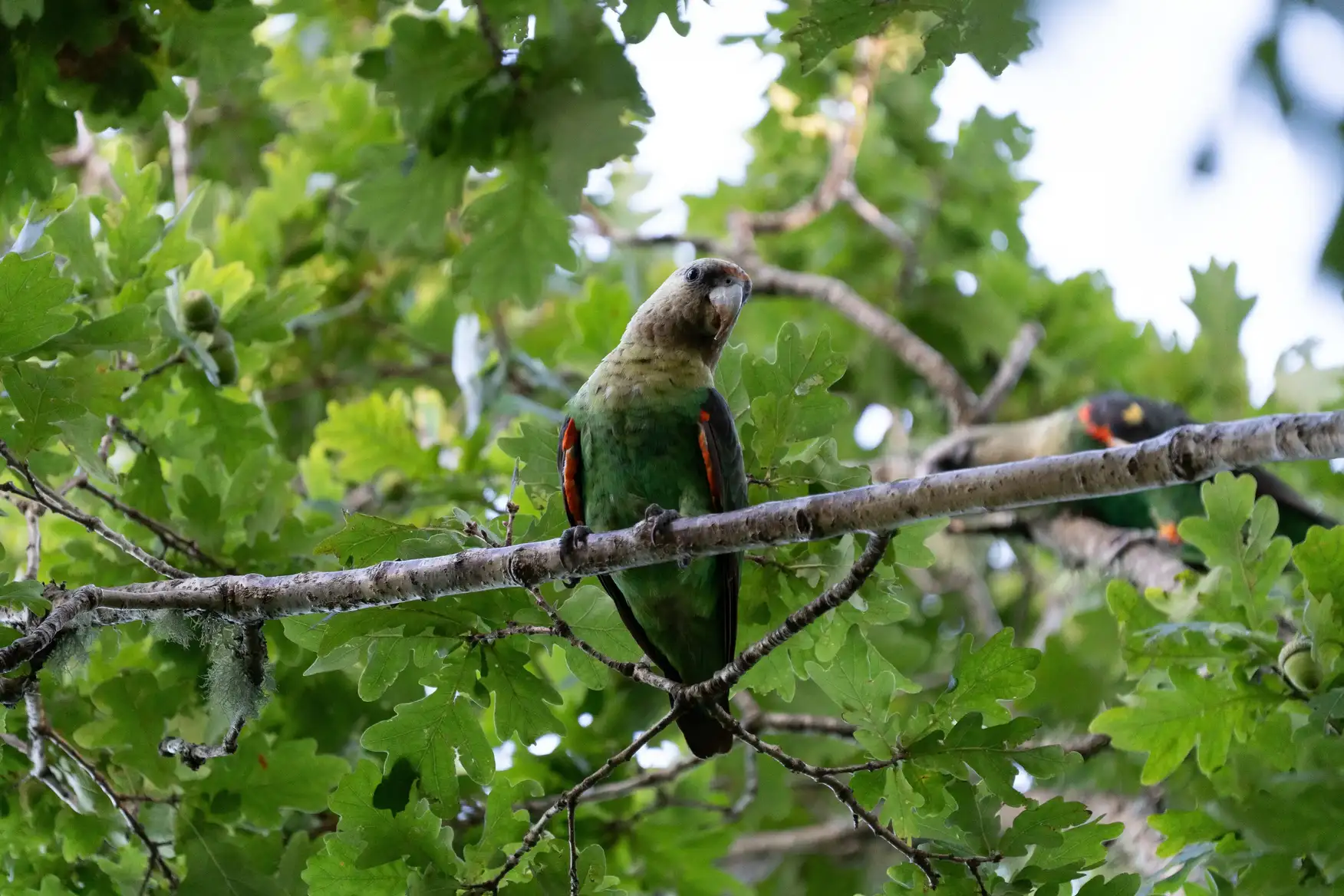 Cape Parrot in indigenous habitat
